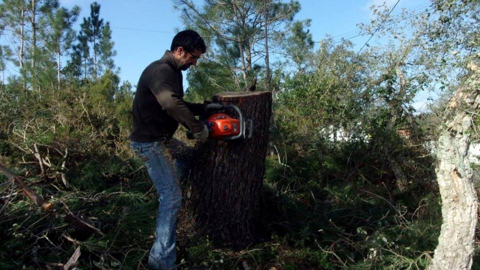 Corte de árvores de grande porte Corte de árvores de grande porte