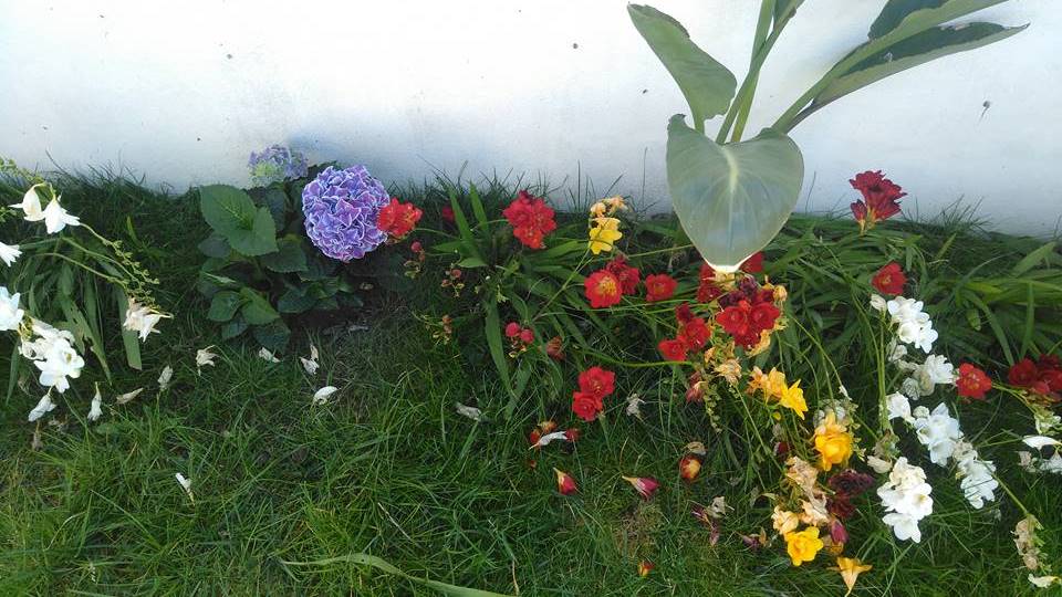 Dê cor ao seu jardim Dê cor ao seu jardim