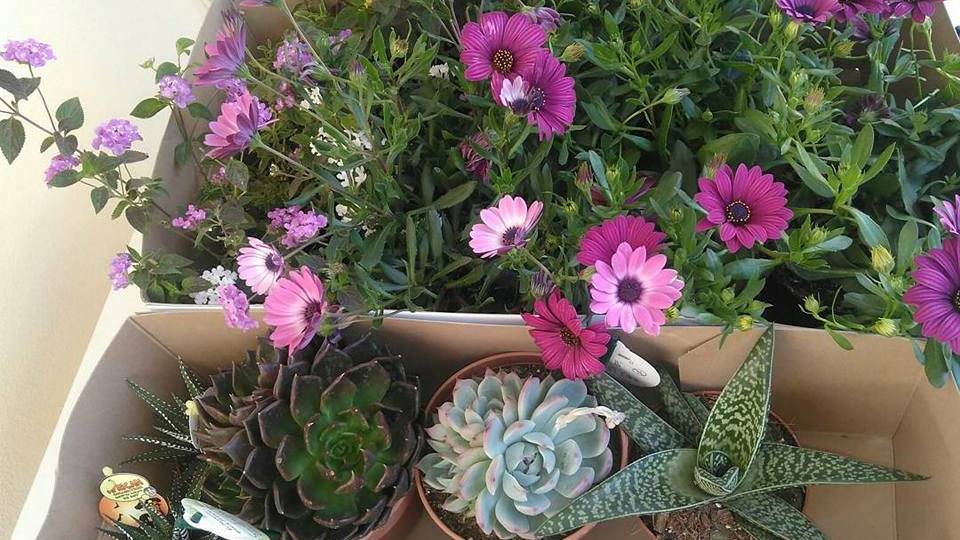 Escolha as flores e plantas que aprecia Escolha as flores e plantas que aprecia