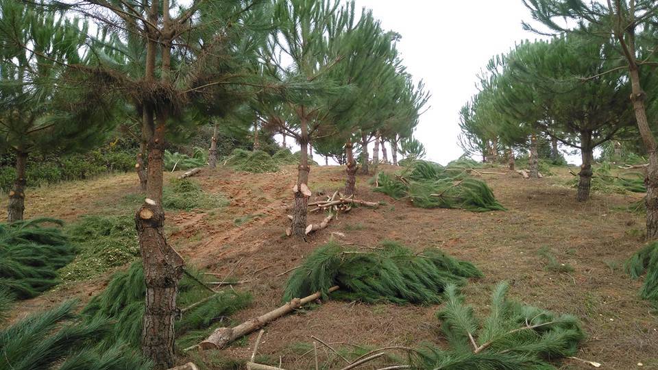 Fazemos todo o tipo de podas Fazemos todo o tipo de podas