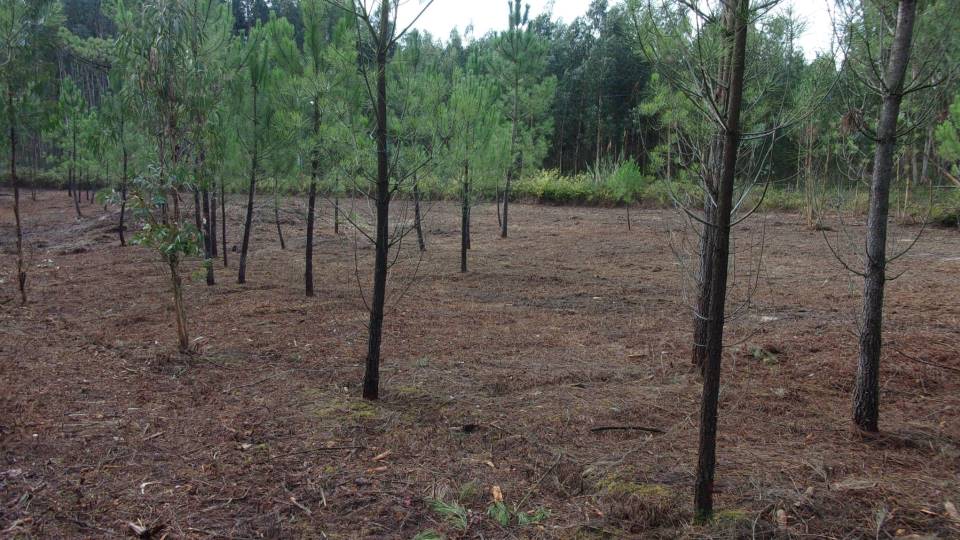 A limpeza de terrenos é fundamental A limpeza de terrenos é fundamental